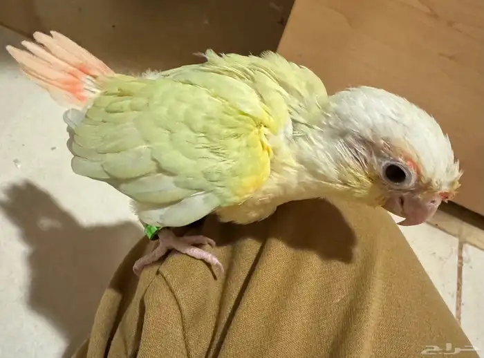 كنيور مون شيك تم البيع 0