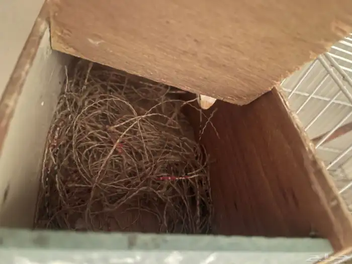 جوز جاوا منتج طفرة 9