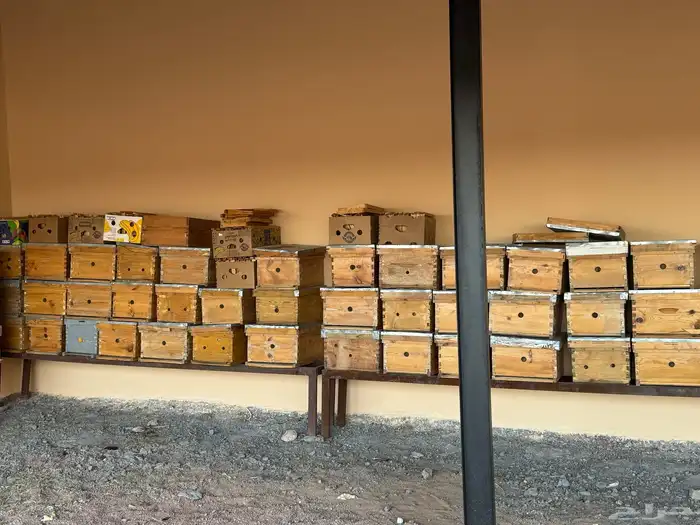 صناديق نحل وكراسي وبراويز وفرازه 3