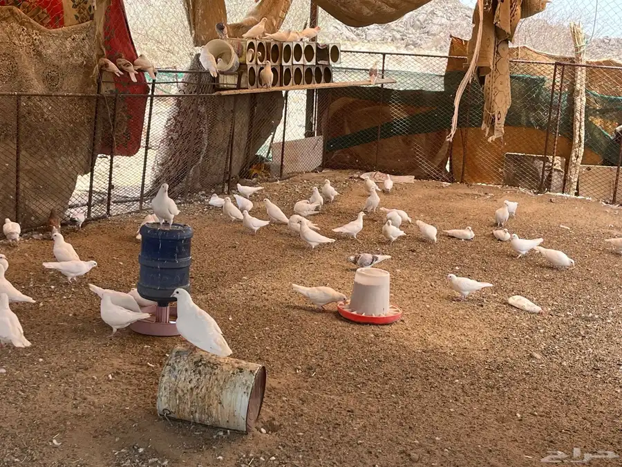 حمام فرنسي وباكساني 2