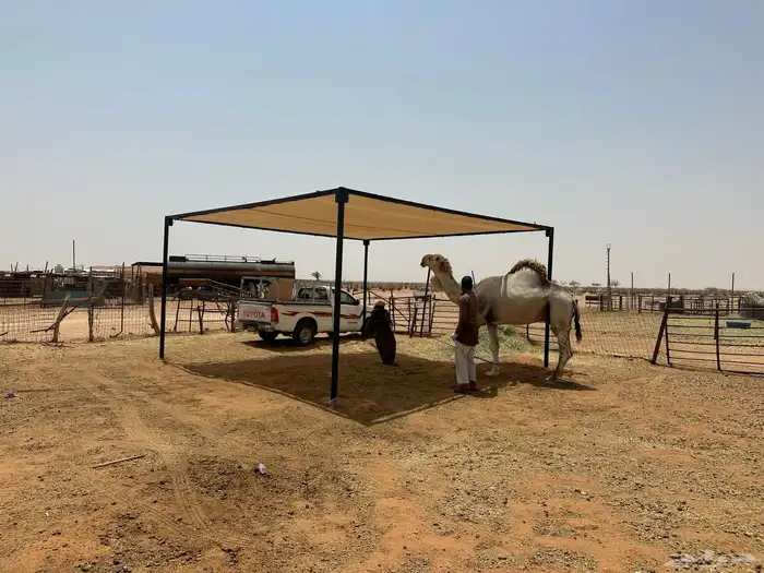 مضلات ابل حواض مويه ابل شبوك ابل جميع مستلزمات الابل 1