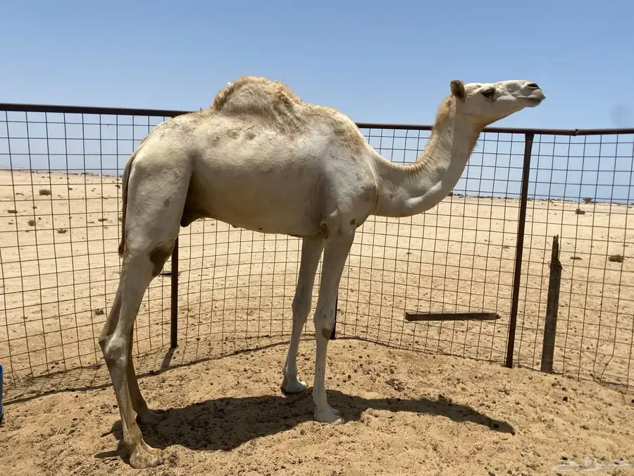 للبيع قعود 0
