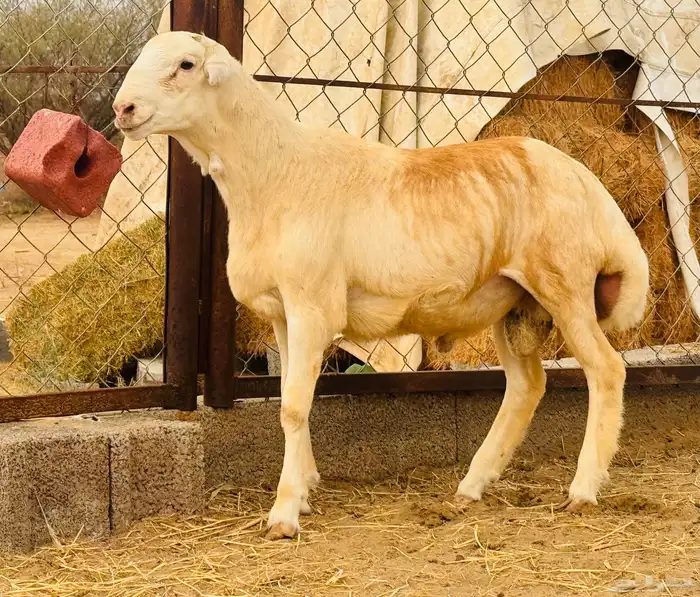 مشروع فحل رفيدي ((تم البيع)) 1