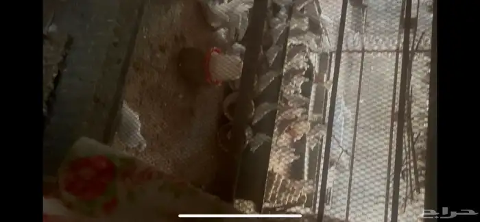 حمام لاحم ابيض منتج ثلاث حضائر 2
