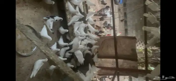 حمام لاحم ابيض منتج ثلاث حضائر 0