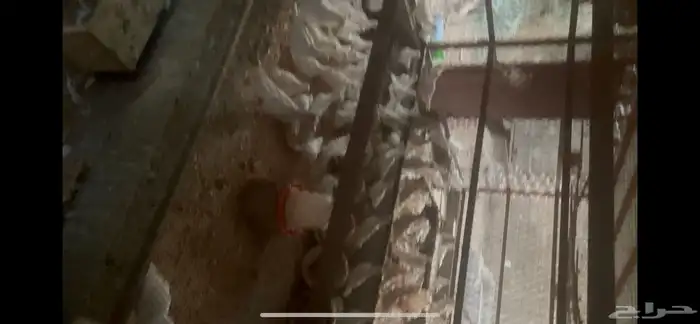 حمام لاحم ابيض منتج ثلاث حضائر 1