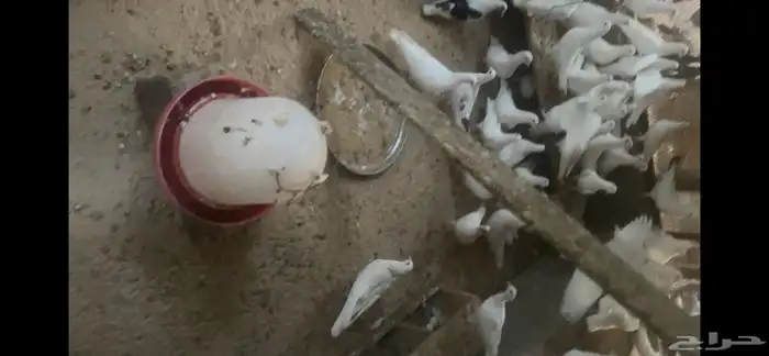 حمام لاحم ابيض منتج ثلاث حضائر 3