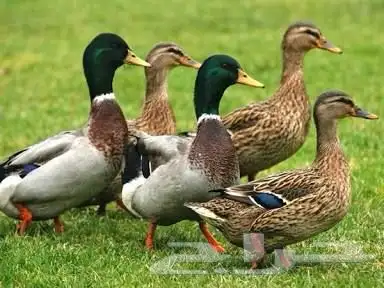 وز و بط بكين وشرشير وسوداني 2