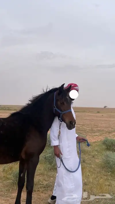 للبيع فرس شعبيه تنافس الواهو 4