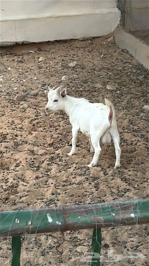 ماعز قزمي للبيع بريدة 0