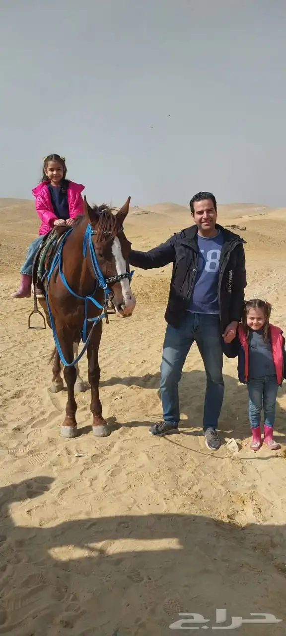 مربط عقيق المدينة للخيول العربية 3