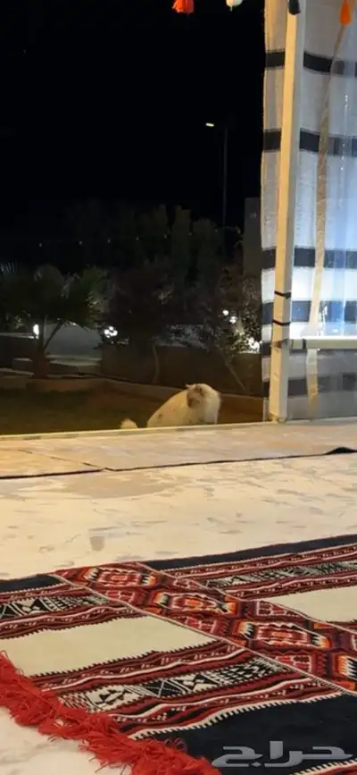 قط ضائع ومكافأة مالية لمم يجده 2