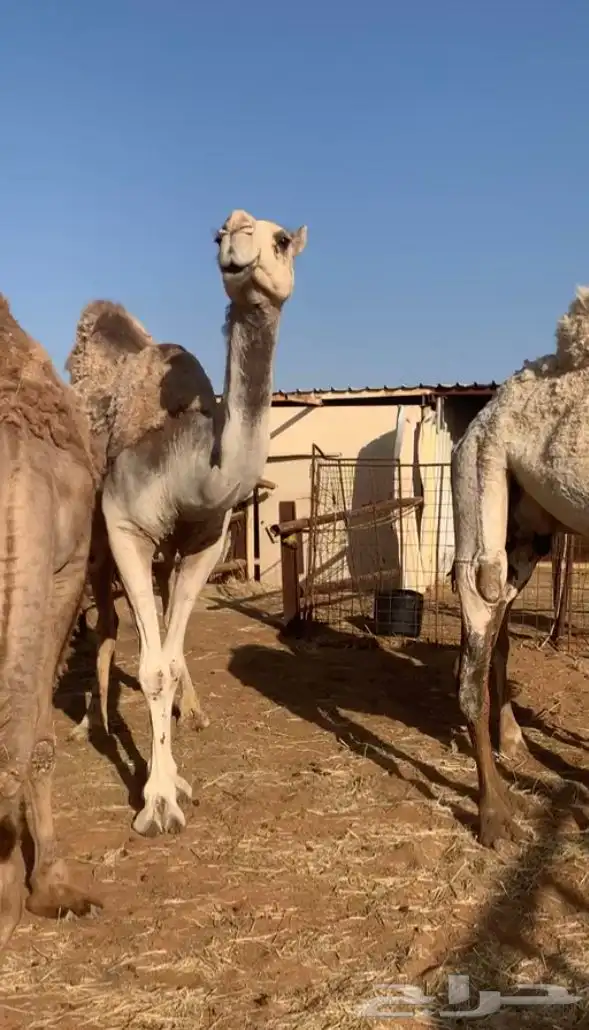 عشاير مبيوعه عياله بيع ب 4500 تم البيع 9