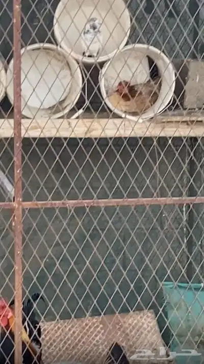 دجاج عربي ترثه 3