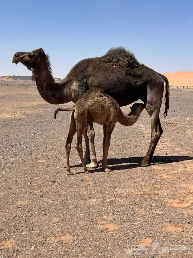 تم اللبيع 1