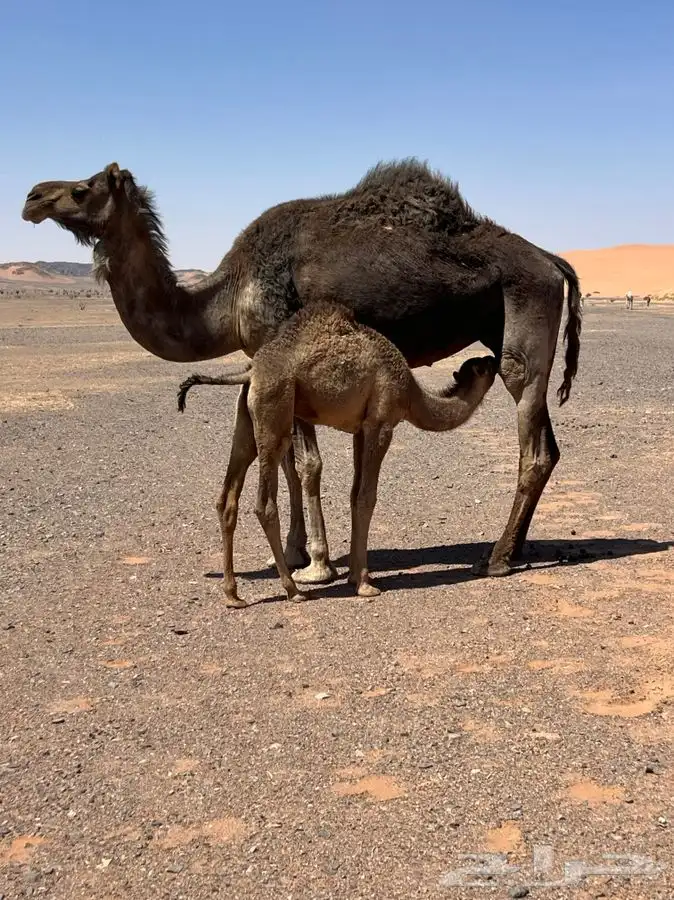تم اللبيع 0