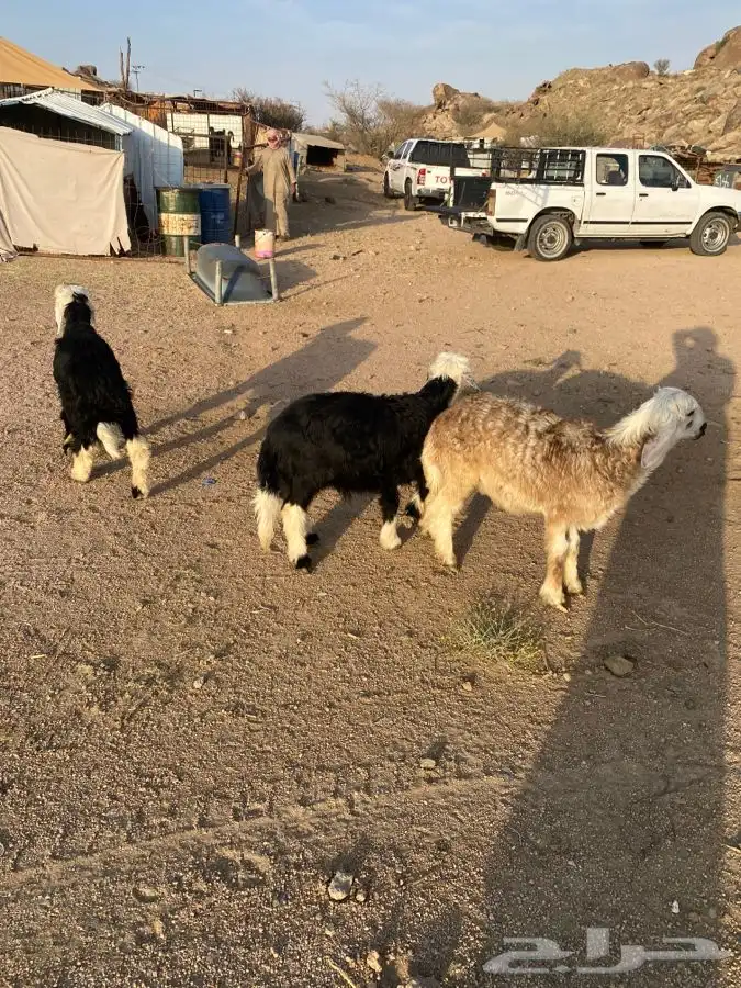 طليان نجديه 1