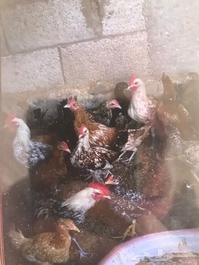للبيع دجاج بياض متنوع فواتح عدد 40 و6 ديوك 1