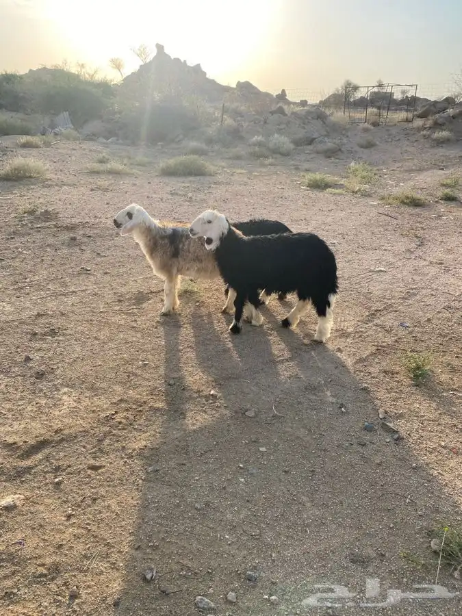 طليان نجديه 2