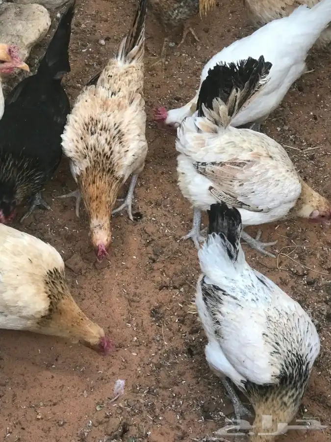 للبيع دجاج بياض متنوع فواتح عدد 40 و6 ديوك 2