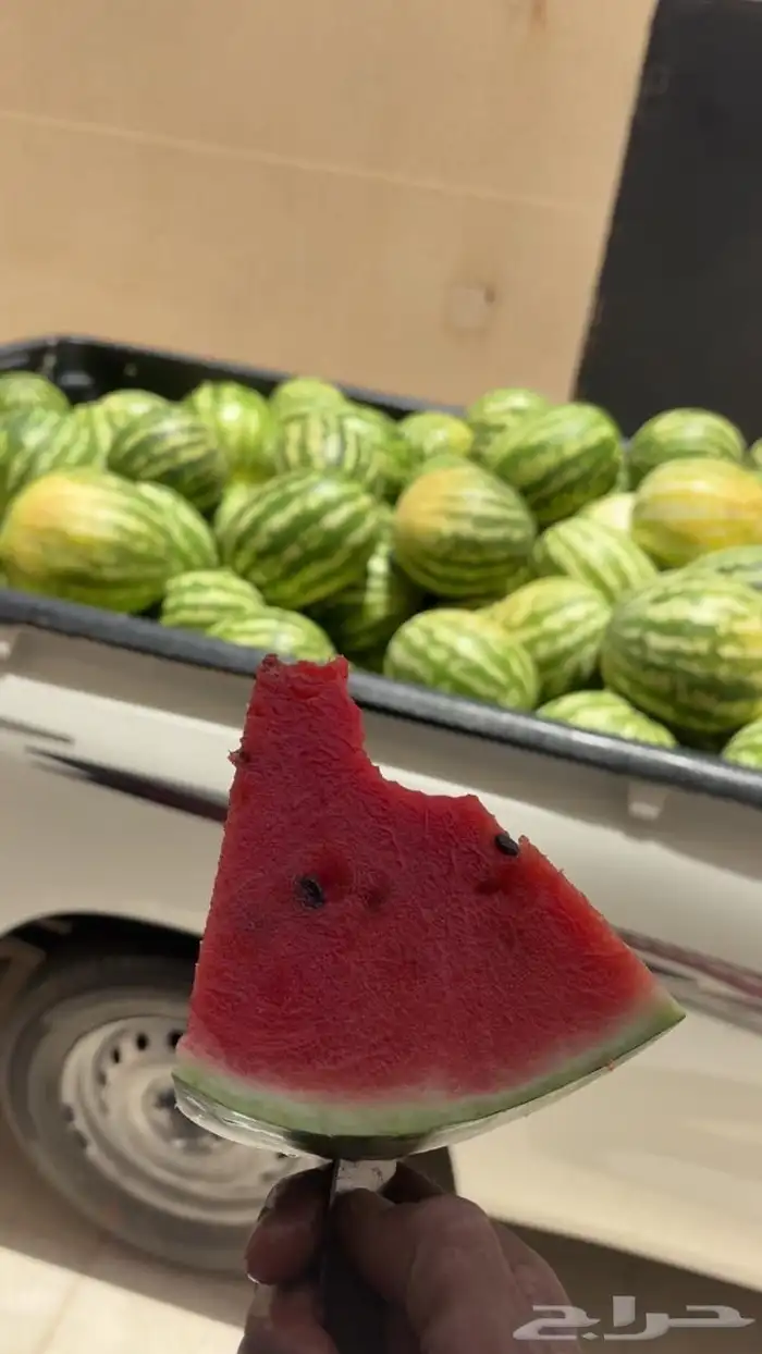 حبحب شمام حسب الطلب حاليا في سوق القصيم للطلب التواصل واتس 1