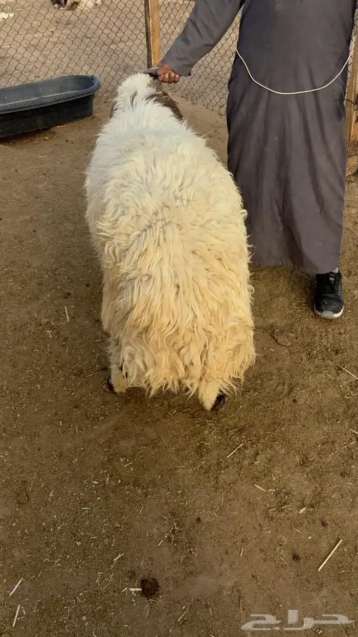 ذبائح حري ذبايح نعيمي يوجد ذبح وتوصيل 6