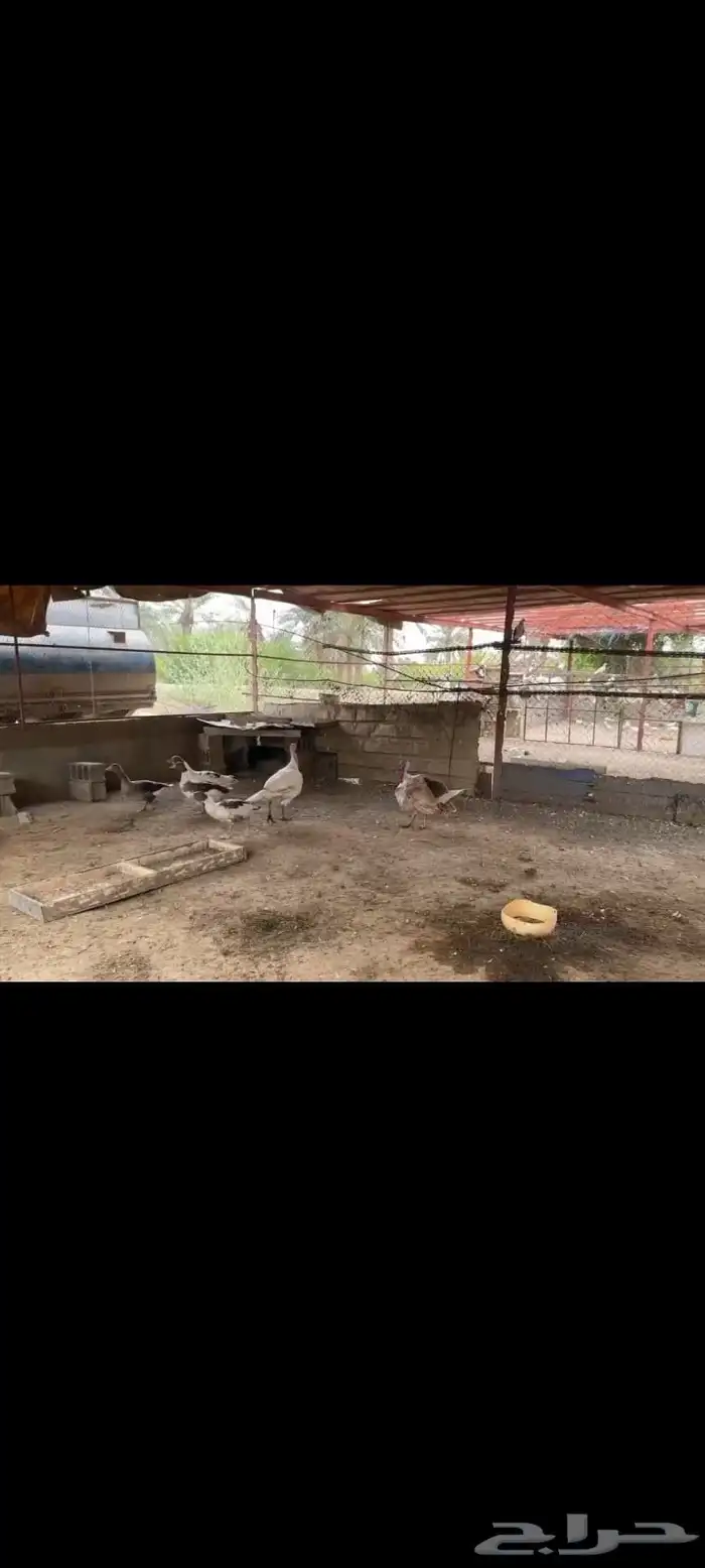 مزرعة للبيع في وادي الاحسبة في المخواة 14