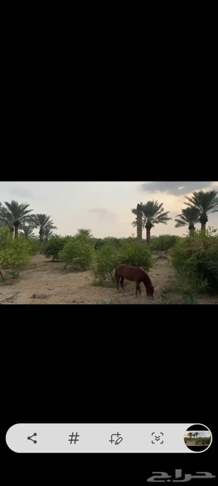 مزرعة للبيع في وادي الاحسبة في المخواة 13