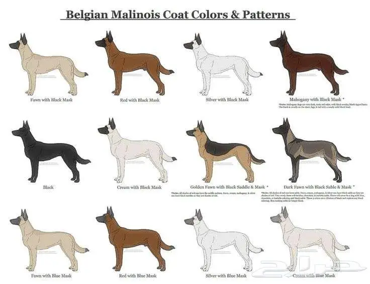 Belgian Malinois 1