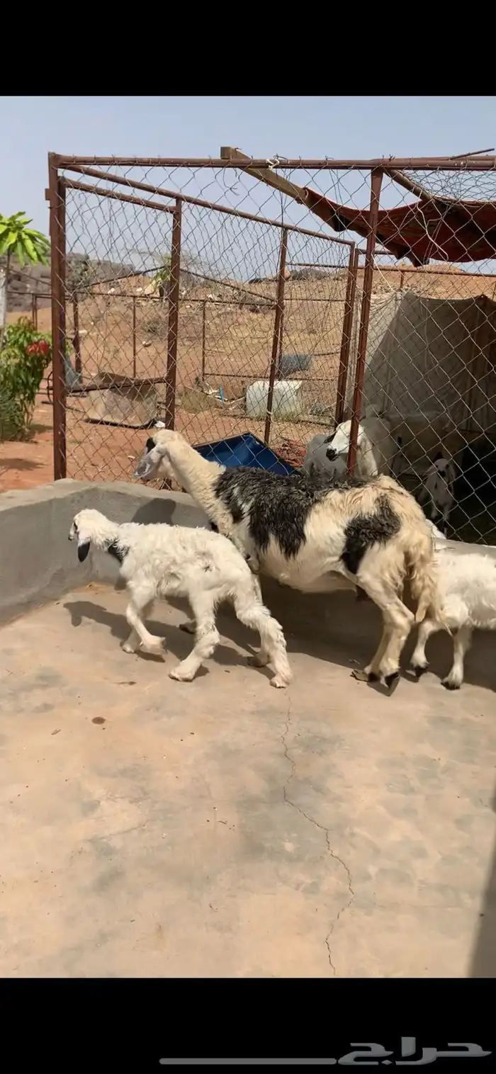 نعجه صفرا عليها خروفين 1