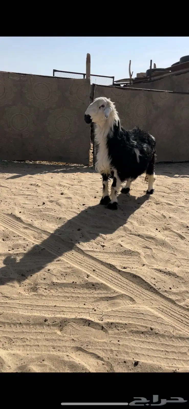 خروف كفو نجدي 1