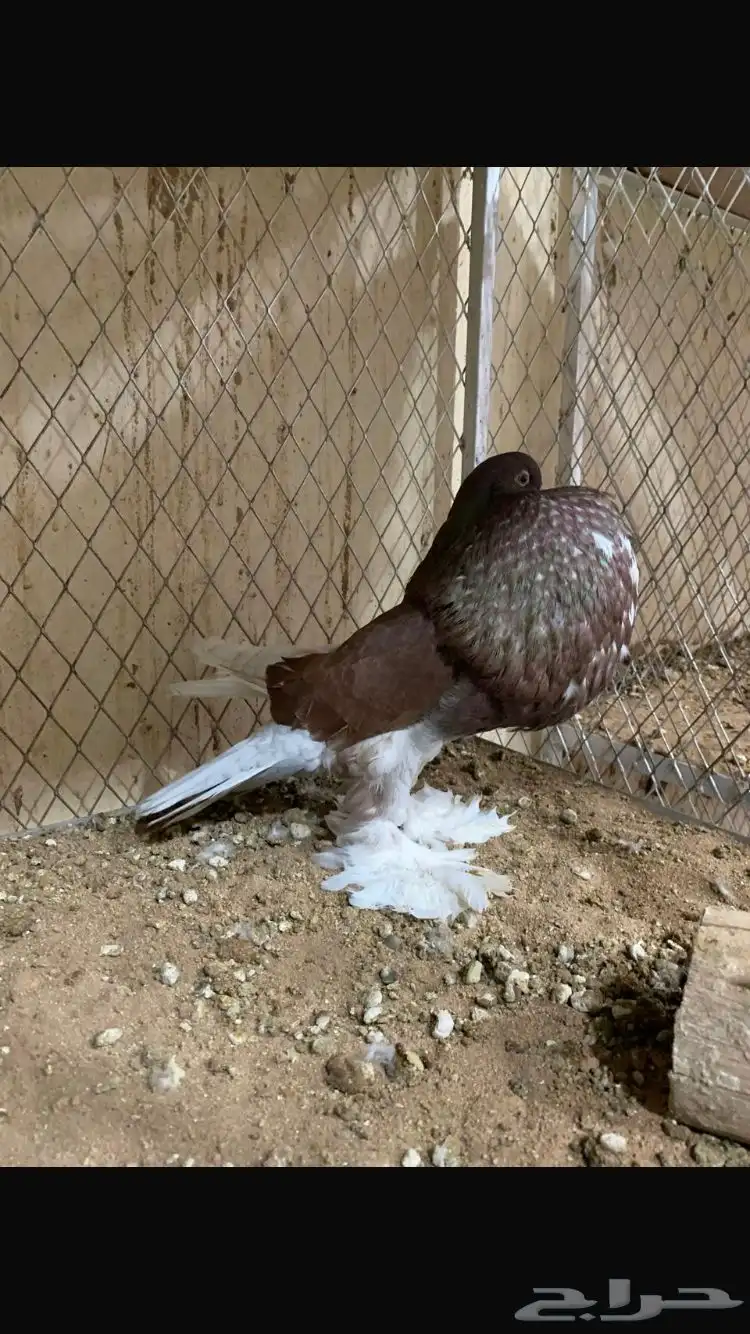 للبيع ذكور نفاخ 9