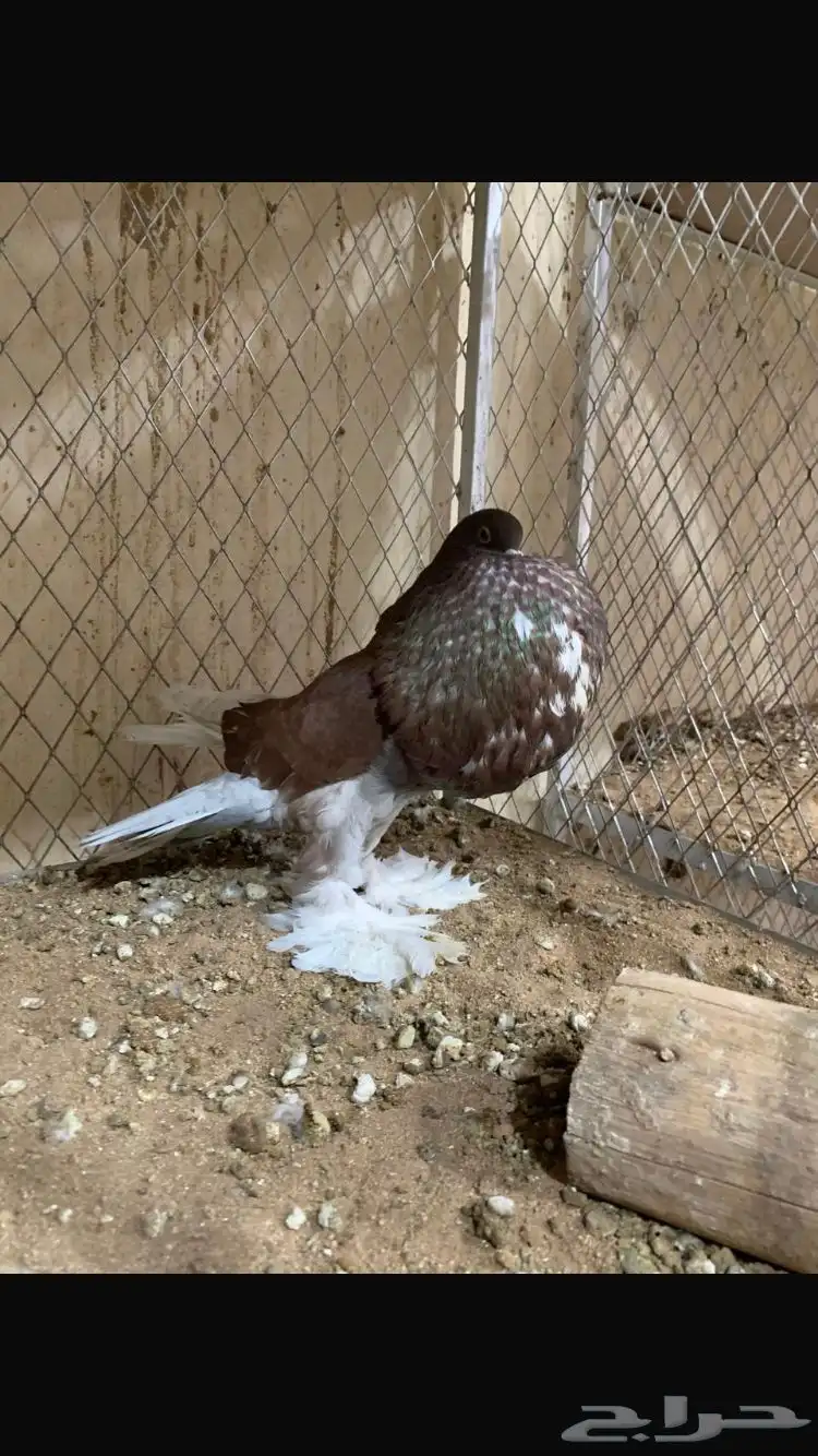 للبيع ذكور نفاخ 8
