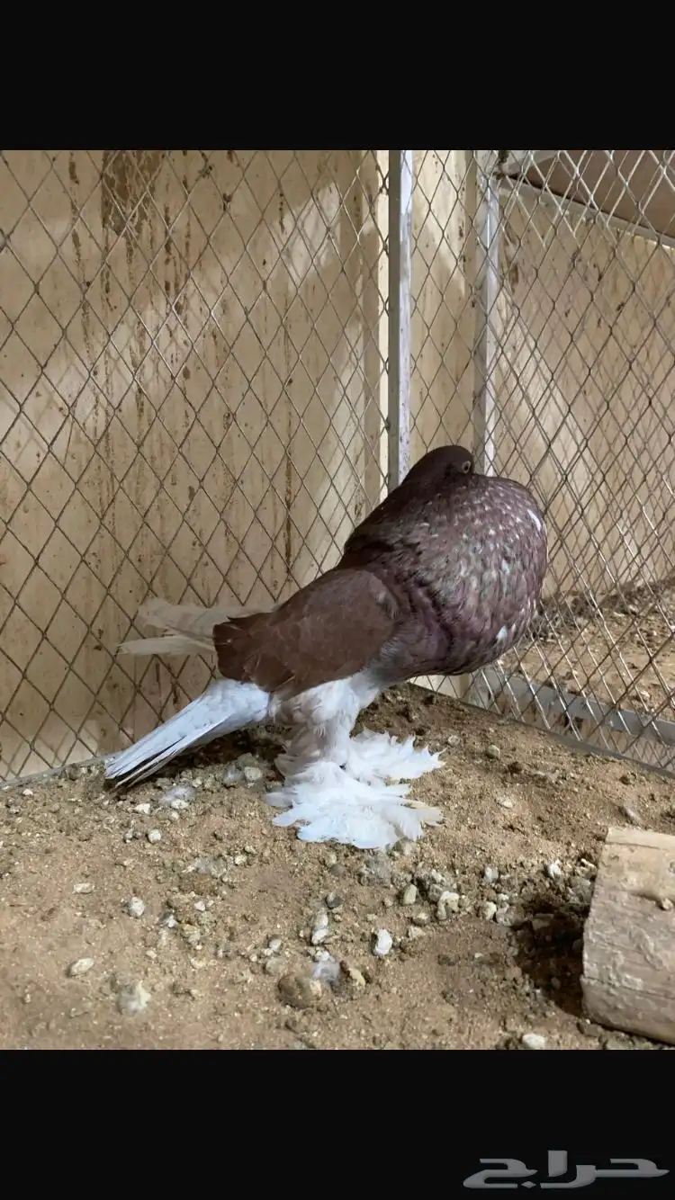 للبيع ذكور نفاخ 10