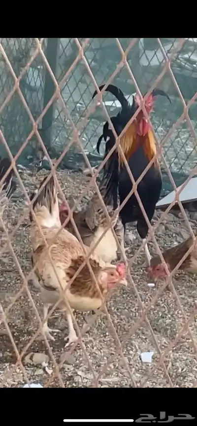 دجاج عربي ترثه 1