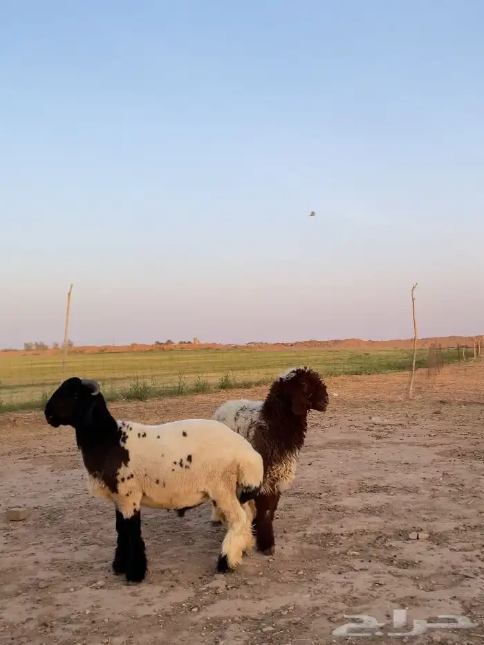 مشاريع فحول معرفة شرط 0