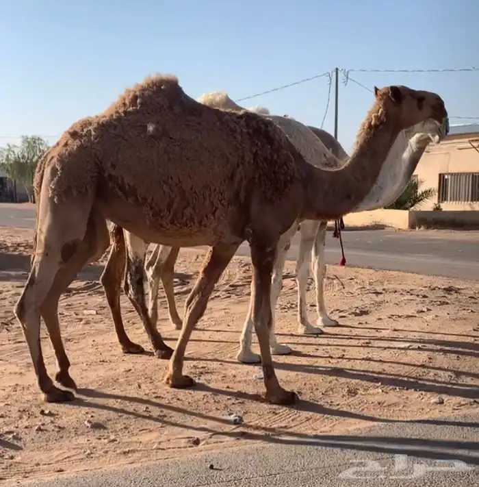 عشاير مبيوعه عياله بيع ب 4500 تم البيع 10