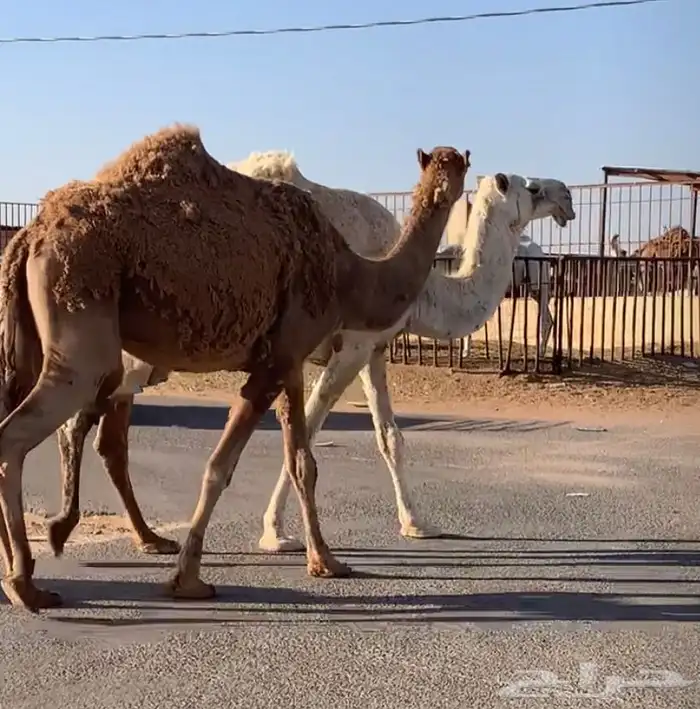 عشاير مبيوعه عياله بيع ب 4500 تم البيع 3