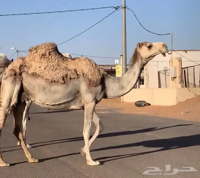 عشاير مبيوعه عياله بيع ب 4500 تم البيع 1