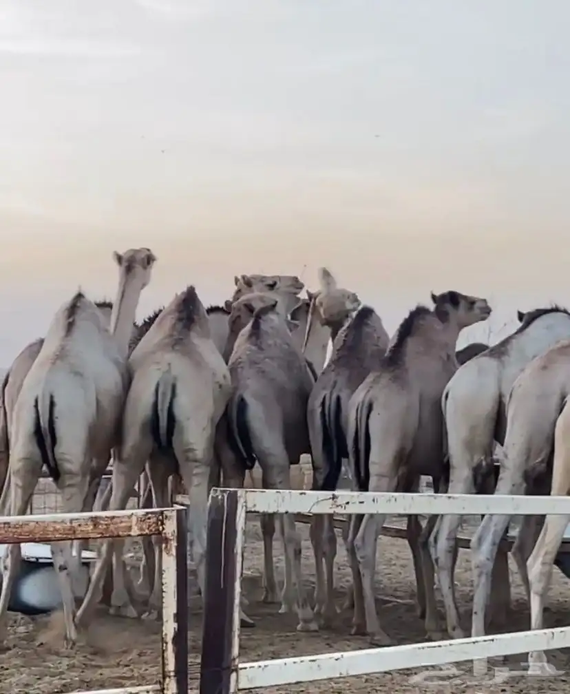 حشو قعدان سواكن مرابي 3
