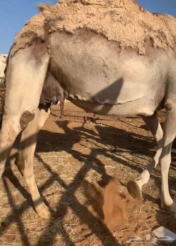 عشاير مبيوعه عياله بيع ب 4500 تم البيع 16