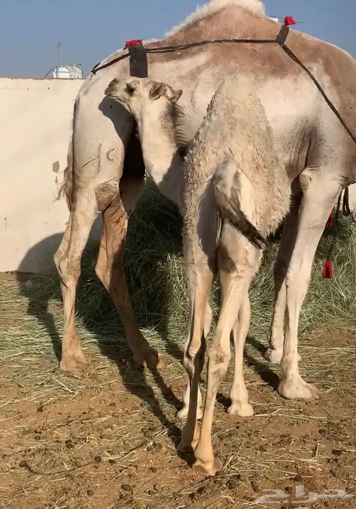 عشاير مبيوعه عياله بيع ب 4500 تم البيع 21