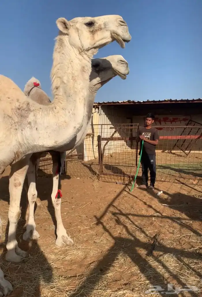 عشاير مبيوعه عياله بيع ب 4500 تم البيع 14