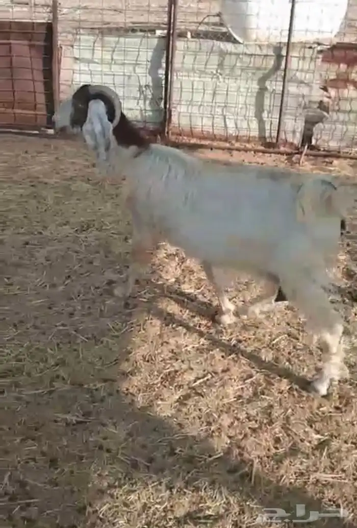 عنز للبيع 0