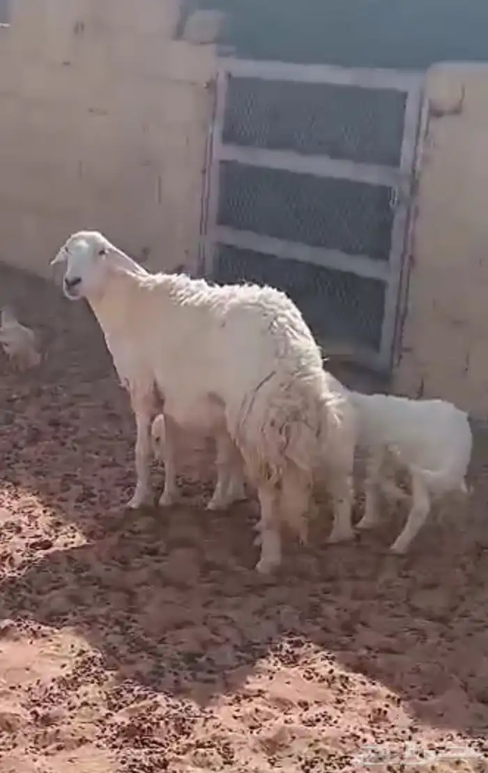 تم البيع شاة حرية حرشاء صنف متاوم برخلين. 1