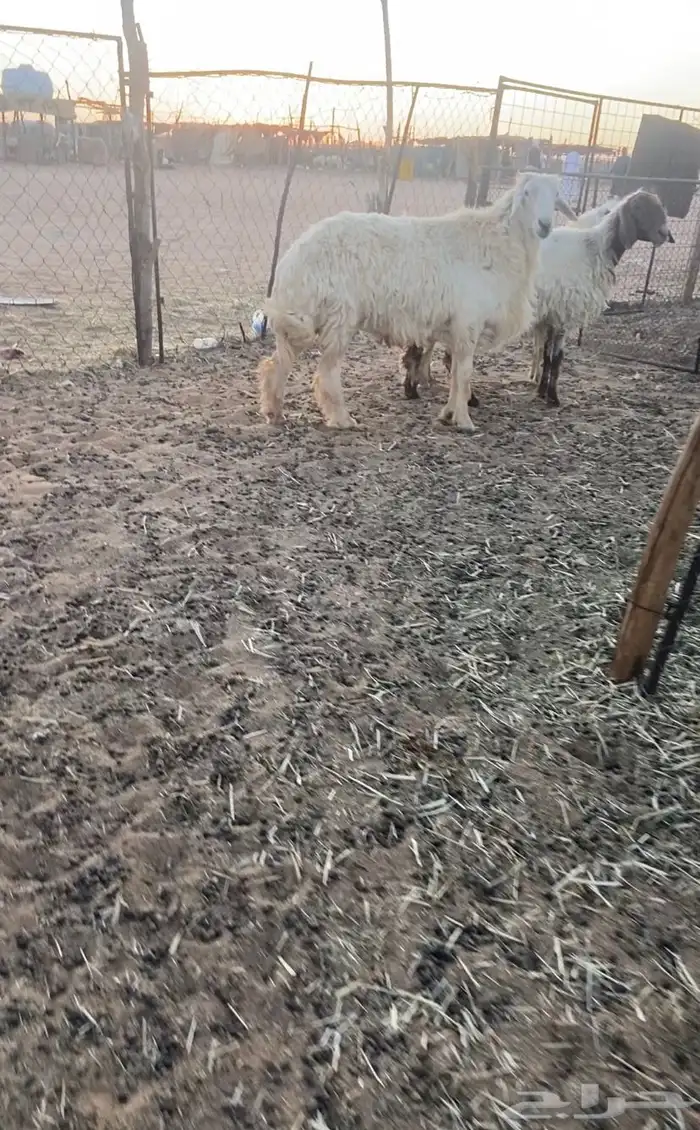 خروف حري مشروط 0