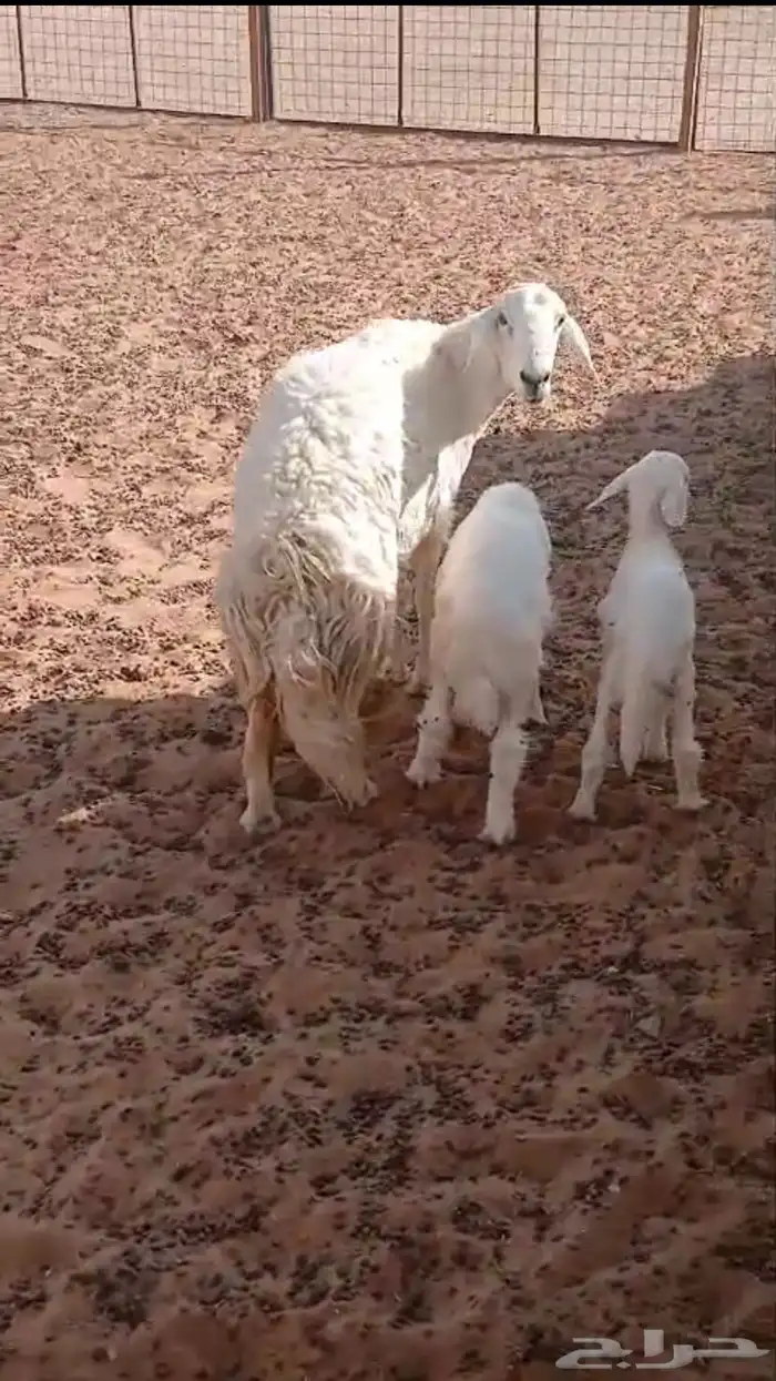 تم البيع شاة حرية حرشاء صنف متاوم برخلين. 0