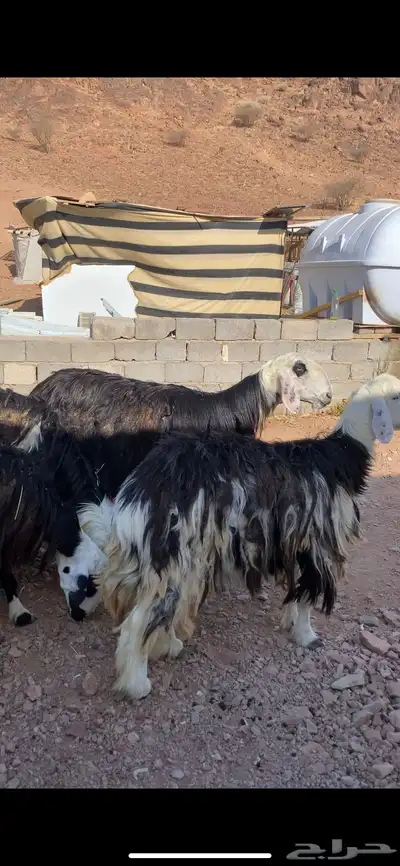 ضان نجد صنف الصنف(( تم البيع)) 5