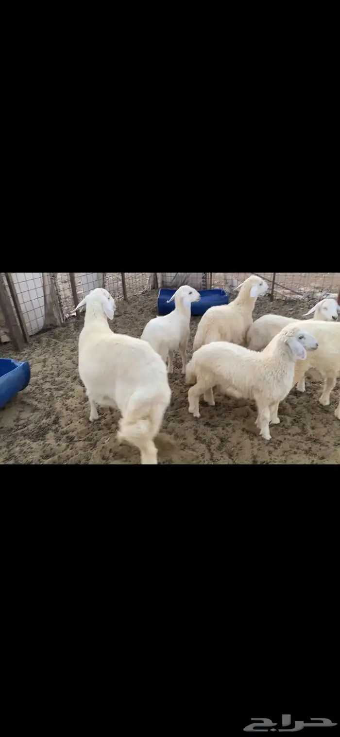 ذبايح للبيع طليان 5