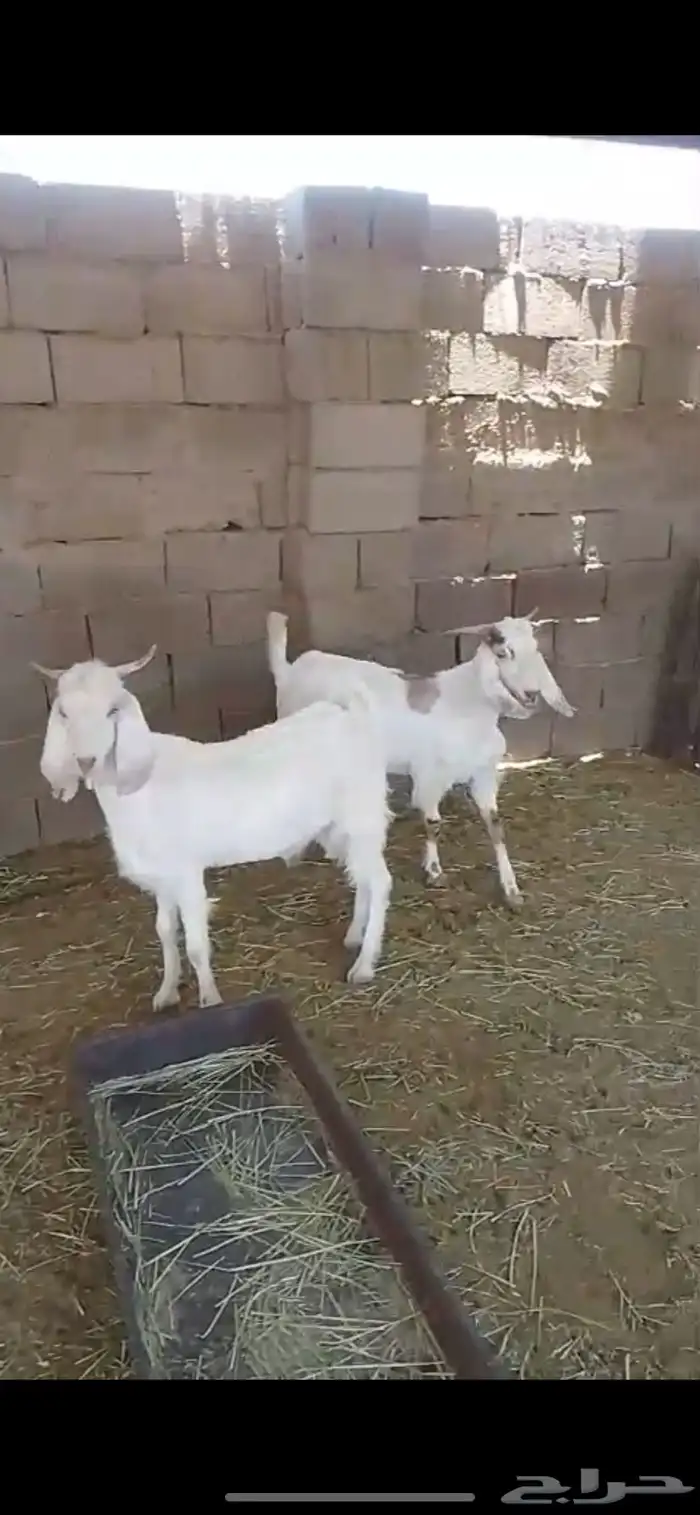 تيوس مشاريع فحول طيبه 1